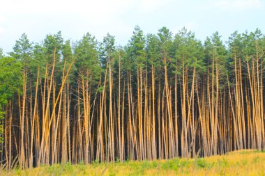 Yazın kozalaklı ormanın manzarası 