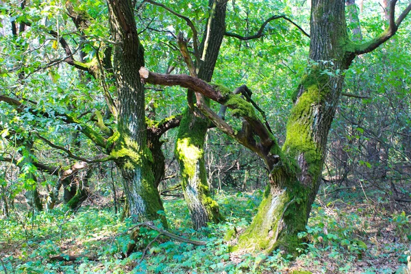 Uitzicht Een Groen Bos Zomer — Stockfoto