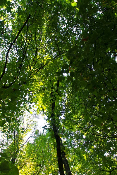 Vista Uma Floresta Verde Verão — Fotografia de Stock