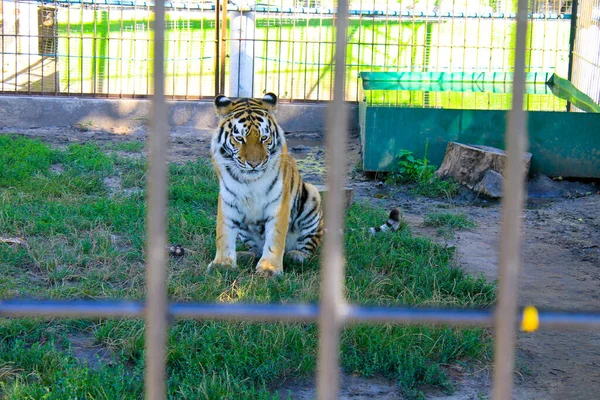 Tigre Dans Une Cage — Photo