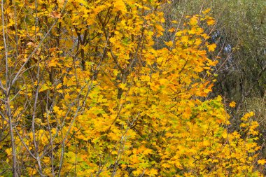 Sonbahar ormanında akçaağaç