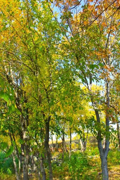 Vista Uma Floresta Decídua Outono — Fotografia de Stock