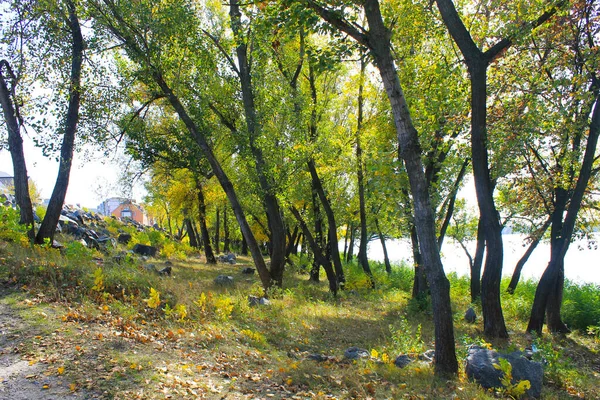 View Deciduous Forest Autumn — Stock Photo, Image