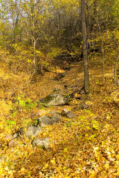 Arroyo Bosque Otoño — Foto de Stock