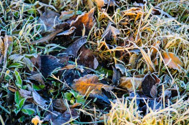 Sonbahar arkaplanı. Çimenlere dökülen yapraklar toprağı kaplar.