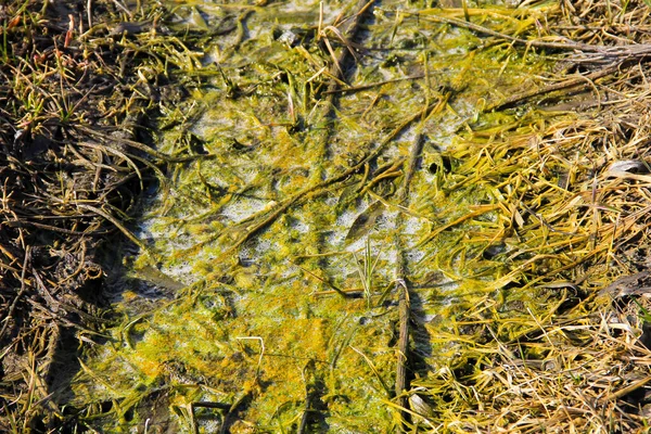 Palude Con Alghe Acqua Stagnante — Foto Stock