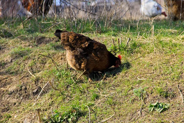 緑の草の上の鶏 — ストック写真