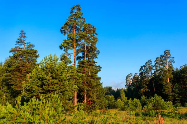 Uitzicht Een Groen Naaldbos Zomer — Stockfoto