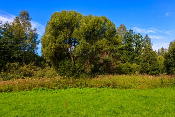 Pohled Smíšený Listnatý Jehličnatý Les Rusku Letní Krajina — Stock fotografie