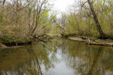 Baharda yeşil ormandaki nehir