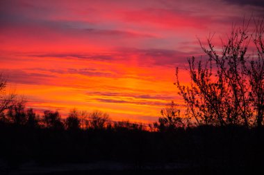 Ağaçların üzerinde parlak bir gün doğumu