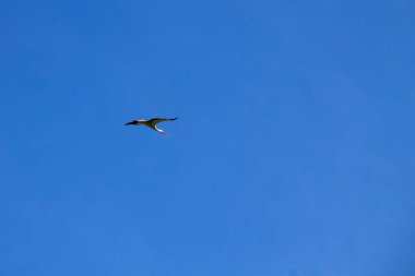 Beyaz Leylek (Ciconia ciconia) uçuşta