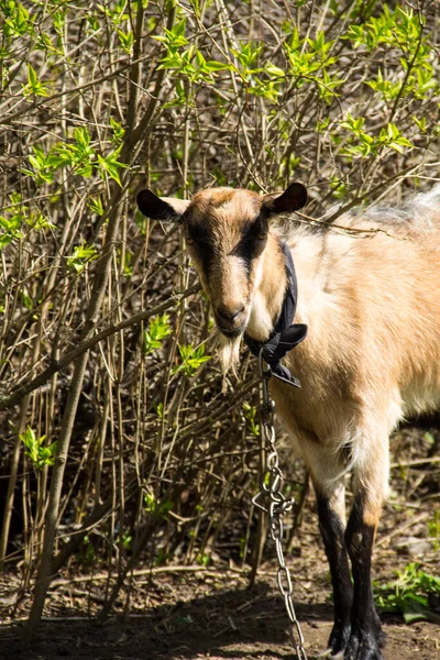 Portret Młodej Kozy — Zdjęcie stockowe