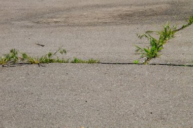 Çatlamış asfalt yolda yetişen yeşil bitkiler.