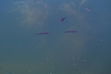 Gölün mavi sularında küçük balıklar yüzer.