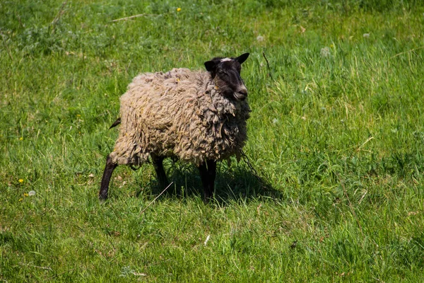 Sheep Green Meadow — Stock Photo, Image