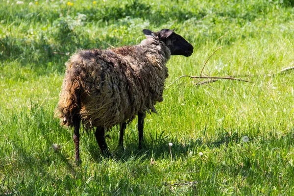 Moutons Sur Prairie Verte — Photo