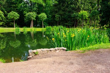 Peterhof 'un aşağı parkındaki küçük güzel gölet St. Petersburg, Rusya