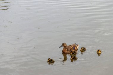 Gölde yüzen küçük ördekli yabani ördek