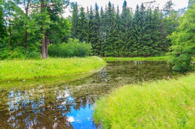 Rusya 'da karışık bir yaprak döken ve kozalaklı ormanda küçük bir nehir. Yaz manzarası