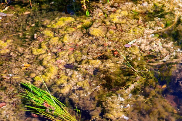 Algas Verdes Agua Contaminación Del Agua Problema Ecológico —  Fotos de Stock