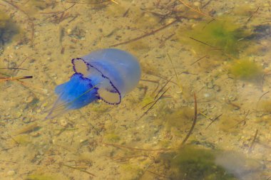 Rhizostoma pulmo, varil denizanası, çöp kapağı denizanası ya da fırfırlı ağızlı denizanası olarak bilinir.