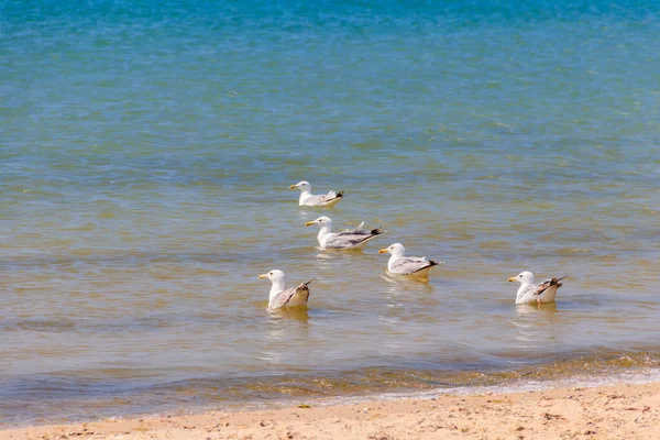 Flock Seagulls Swimming Black Sea — Stock Photo, Image