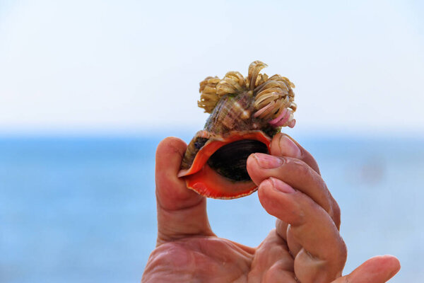 Man's hand holding a live rapana in shell on a background of a sea