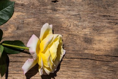 Kırsal arka planda güzel sarı bir gül