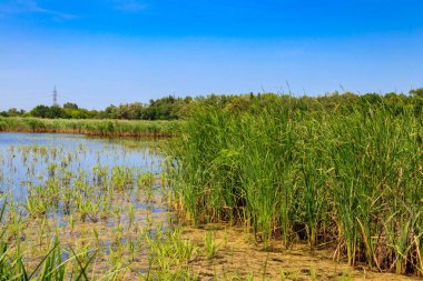 Yazın göl kabarcıklarıyla kaplanmış.