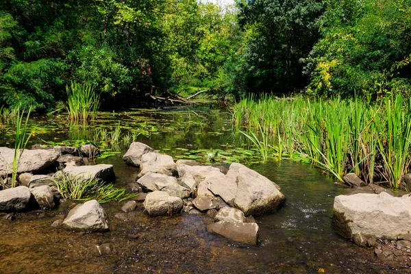 Μικρό Ποτάμι Στο Καταπράσινο Δάσος Καλοκαίρι — Φωτογραφία Αρχείου