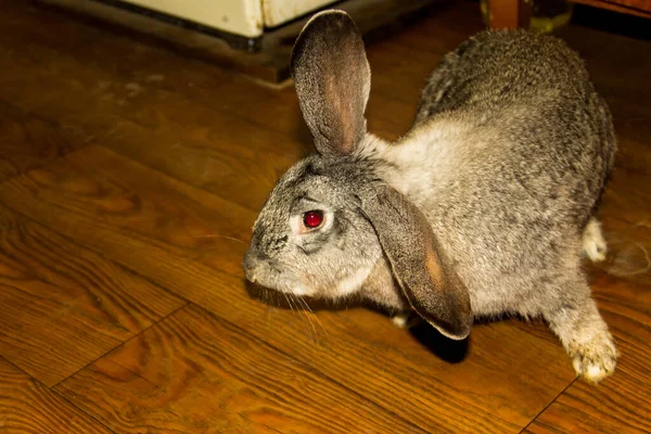 Kaninchen Auf Dem Boden Zimmer — Stockfoto