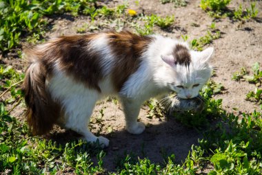 Şirin kedi avcısı bir fare yakaladı ve dişlerini dışarıda tutuyor.