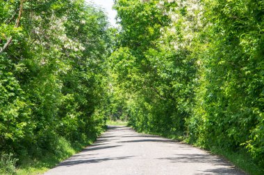Ağaçların arasından geçen boş asfalt yol