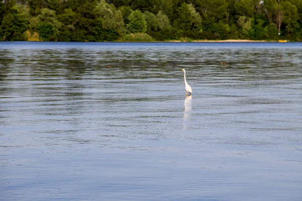 Malá Volavka Neboli Bílá Volavka Egretta Garzetta Řece Dněpru — Stock fotografie