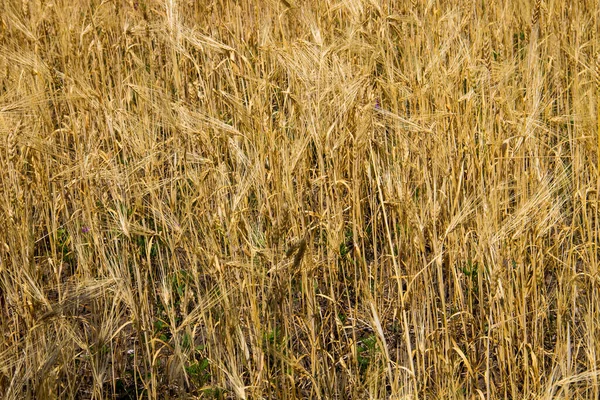 Pole Zralá Zlatá Pšenice Zblízka — Stock fotografie
