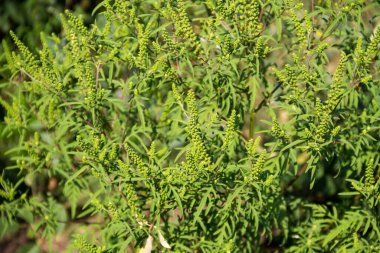 Ragweed bitkileri (Ambrosia artemisiifolia) alerjiye yol açar