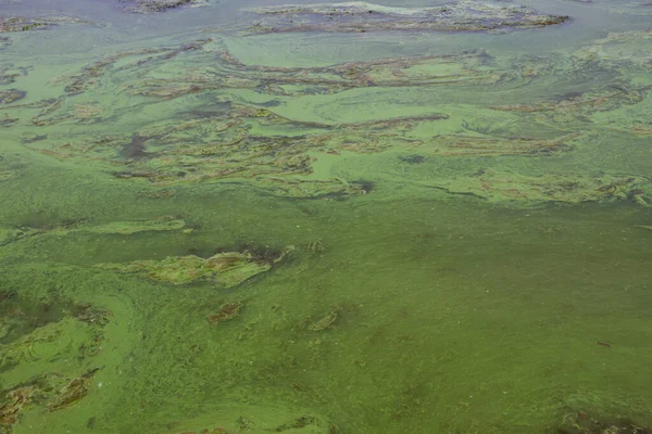 Algas Verdes Agua Playa Arena Contaminación Del Agua Problema Ecológico — Foto de Stock
