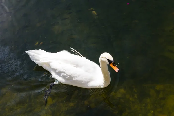 Witte Zwaan Drijvend Het Meer — Stockfoto