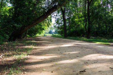 Yeşil bir parktaki patika