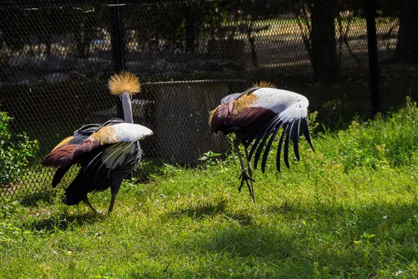 Zwei Graukronenkraniche Balearica Regulorum Auf Grünem Gras — Stockfoto