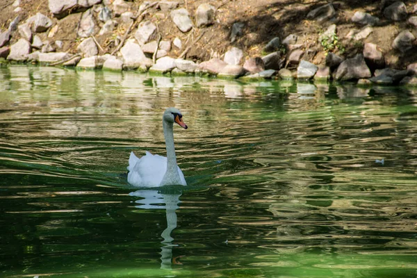 Cisne Blanco Flotando Lago —  Fotos de Stock