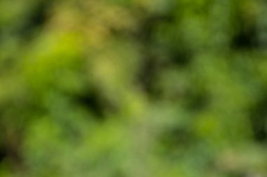 Yeşil doğal bulanık soyut arkaplan