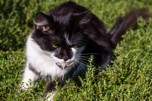 Lindo Gato Cazador Atrapado Ratón Sostiene Dientes Aire Libre —  Fotos de Stock