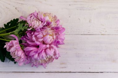 Beyaz ahşap arka planda güzel kasımpatılar. Üst görünüm, alanı kopyala