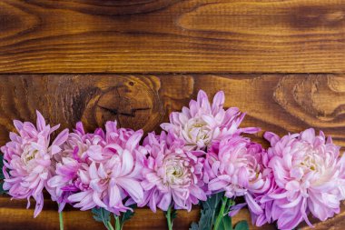 Ahşap arka planda güzel kasımpatılar. Üst görünüm, alanı kopyala