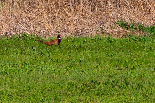 Pheasant Green Grass Meadow — Stock Photo, Image