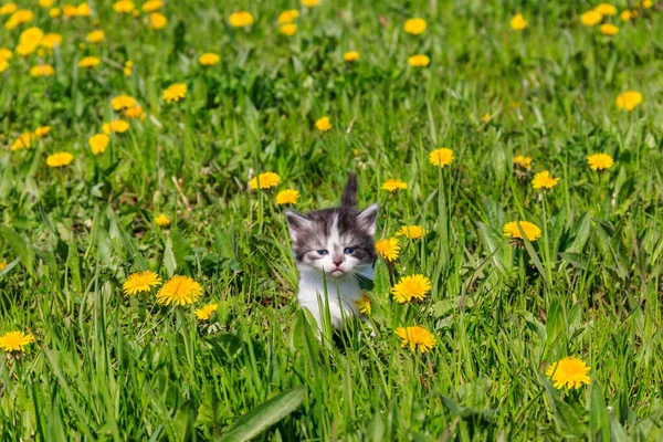 Small Kitten Yellow Dandelion Flowers Young Cat Green Meadow — Stock Photo, Image