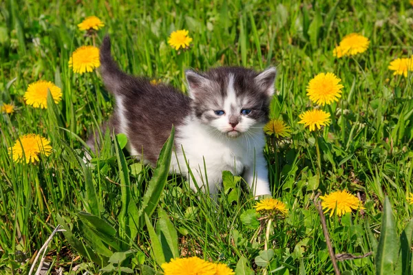 Pequeno Gatinho Flores Dente Leão Amarelas Gato Jovem Prado Verde — Fotografia de Stock