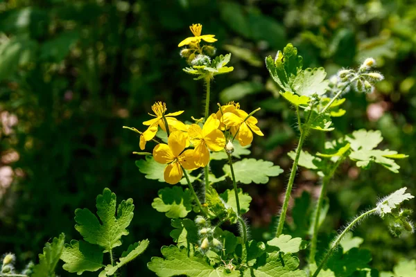 Flores Celandine Amarelo Floresta Chelidonium Majus Vulgarmente Conhecido Como Celandina — Fotografia de Stock